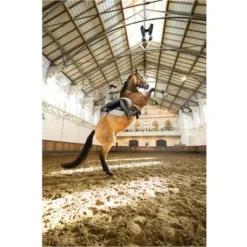 BR Jas Debby Softshell Teddy Agave Groen XXS 5 BR Jas Debby Softshell Teddy Agave Groen XXS -Pikeur || Cavallo || Dublin Verkoopwinkel bieman684208 g074 41.eb8da9